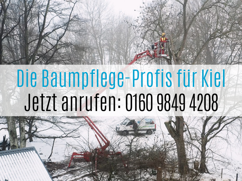 Die Baumpflege-Profis für den Großraum Kiel: SRS Nord